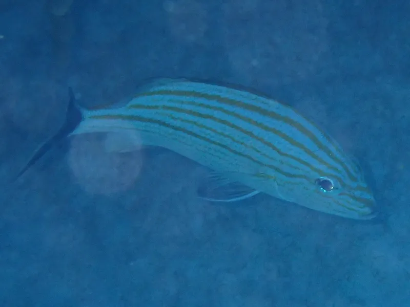 Caesar Grunt (Haemulon carbonarium)