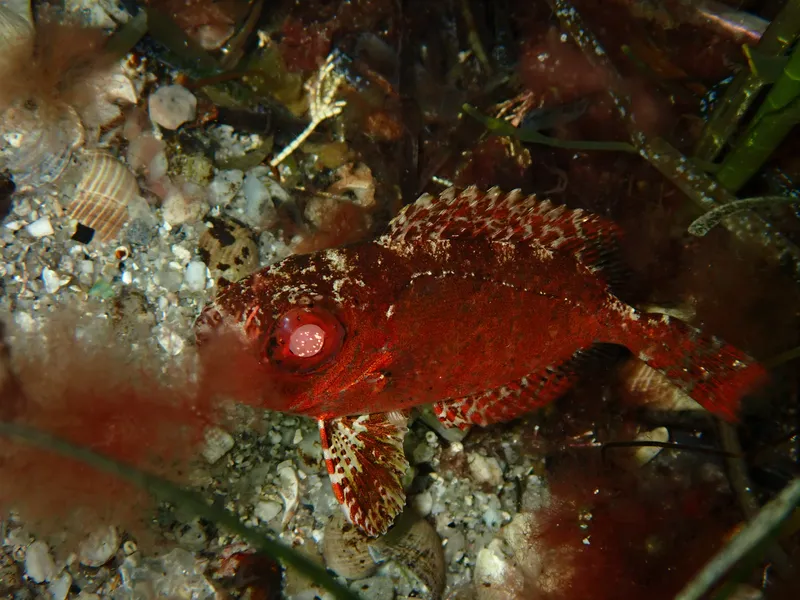 Glasseye (Heteropriacanthus cruentatus)