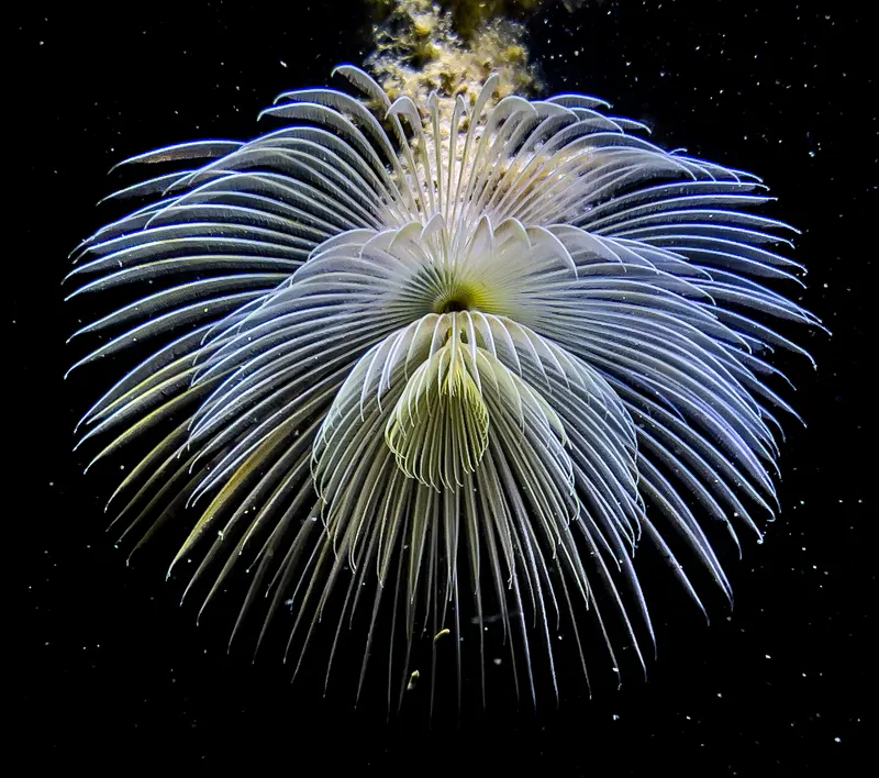 European Fan Worm (Sabella spallanzanii)