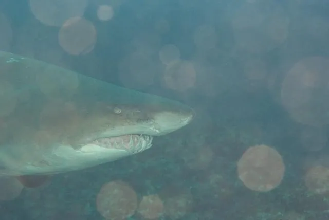 Sand Tiger Shark (Carcharias taurus)