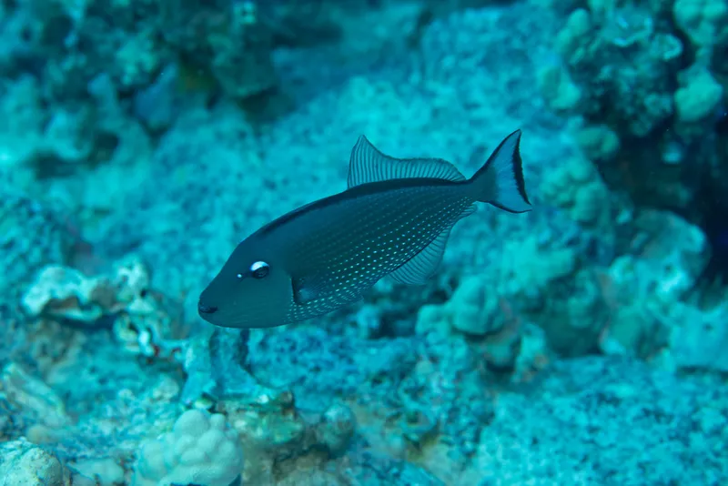 Gilded Triggerfish (Xanthichthys auromarginatus)