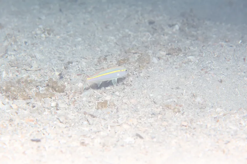Goldband Goatfish (Upeneus moluccensis)