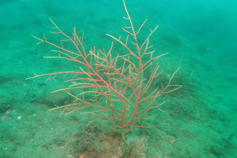 Orange Gorgonian (Leptogorgia sarmentosa)