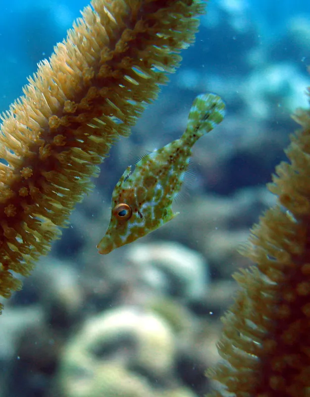 Slender Filefish (Monacanthus tuckeri)
