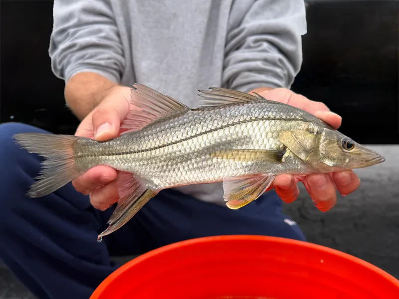 Swordspine Snook (Centropomus ensiferus)