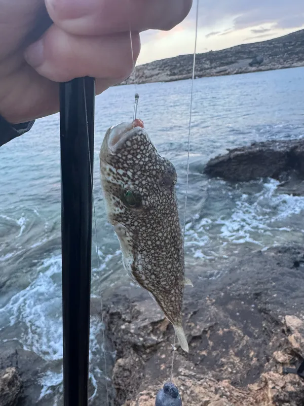 Flavimaculosus Puffer (Torquigener flavimaculosus)