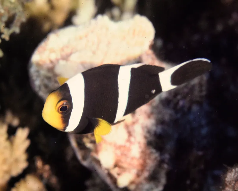 Clownfish (Amphiprion tricinctus)