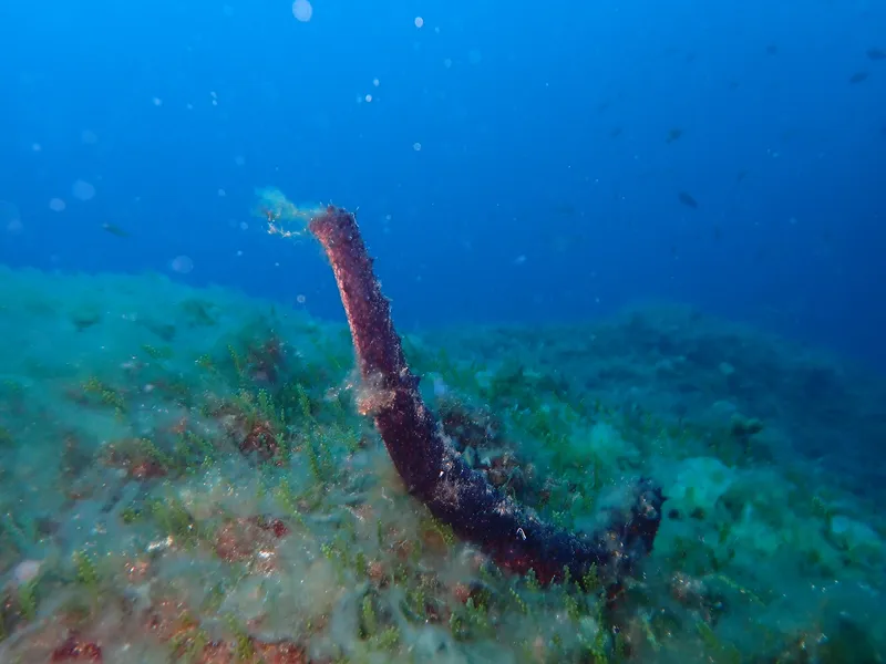 Cotton Spinner (Holothuria (Holothuria) tubulosa)