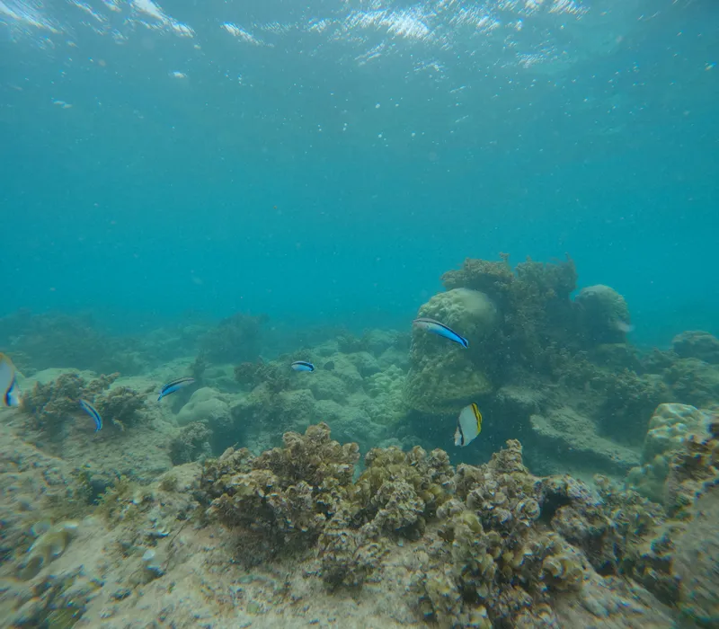 Vagabond Butterflyfish (Chaetodon vagabundus)