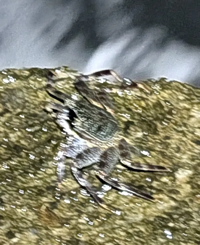 Natal Lightfoot Crab (Grapsus tenuicrustatus)