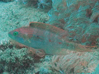 Twospot Wrasse (Oxycheilinus bimaculatus)