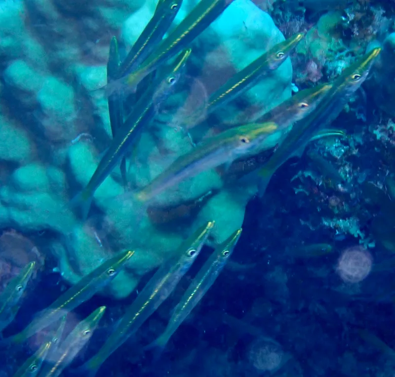 Obtuse Barracuda (Sphyraena obtusata)