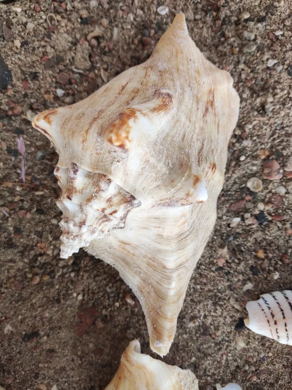 Three-Horned Conch (Tricornis tricornis)