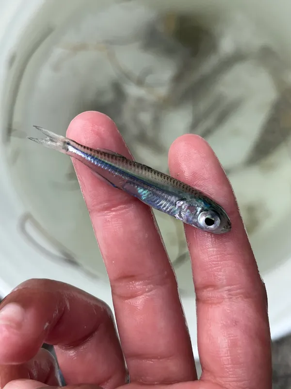 Hardhead Silverside (Atherinomorus stipes)