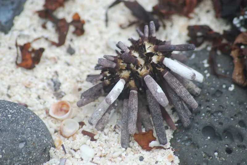 Galapagos Slate Pencil Urchin (Eucidaris galapagensis)