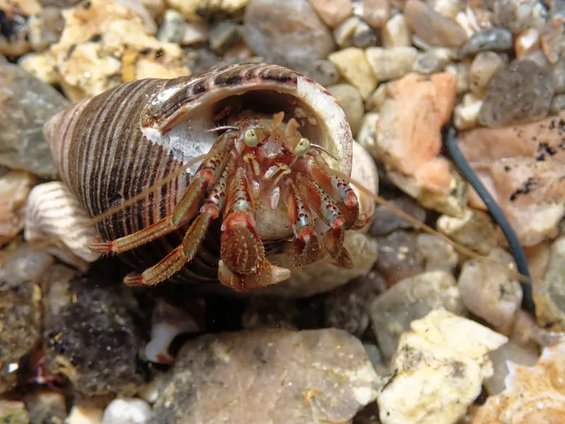 Bernhard's Hermit Crab (Pagurus bernhardus)