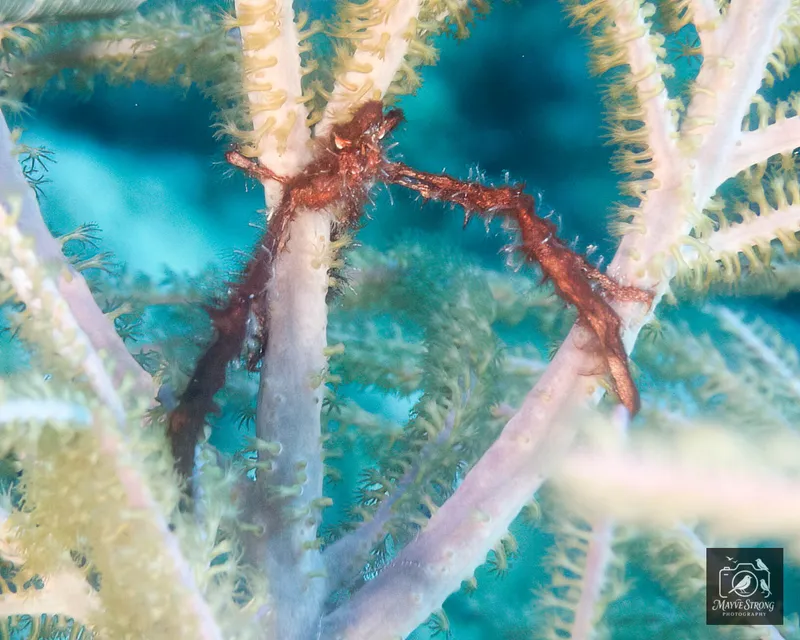 Shortfinger Neck Crab (Coryrhynchus sidneyi)