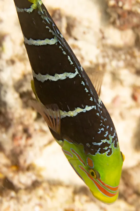 Barred Thicklip (Hemigymnus fasciatus)