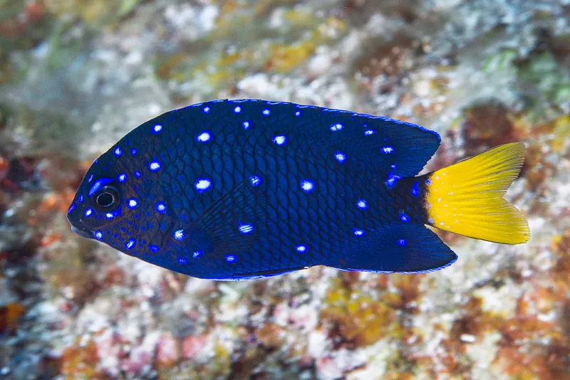 Yellowtail Damselfish (Microspathodon chrysurus)