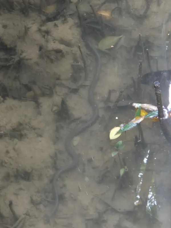 Cantor's Water Snake (Cantoria violacea)