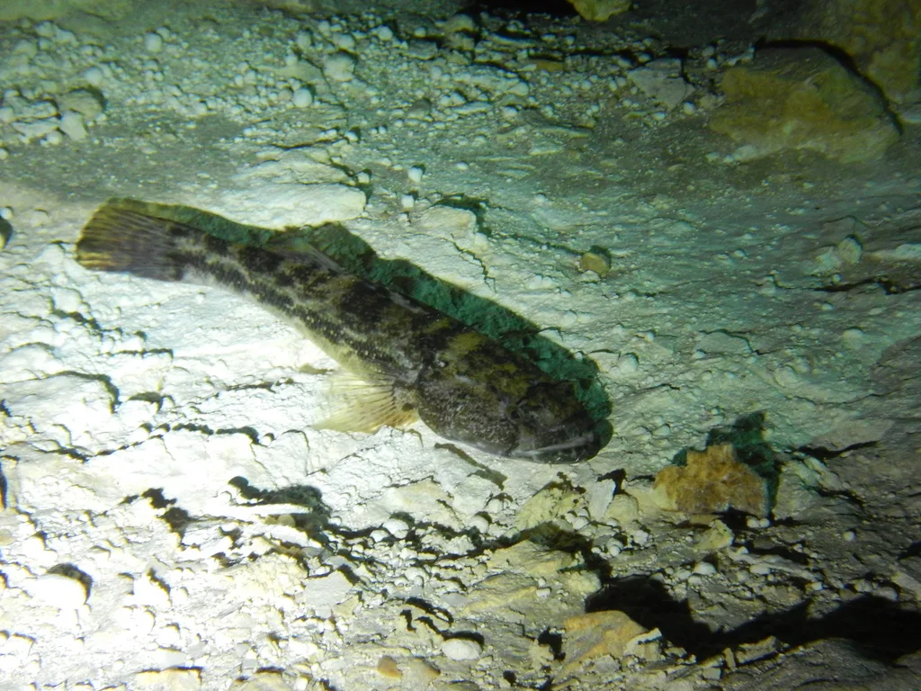 Bigmouth Sleeper (Gobiomorus dormitor)