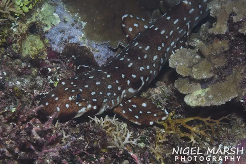 Hooded Carpet Shark (Hemiscyllium strahani)