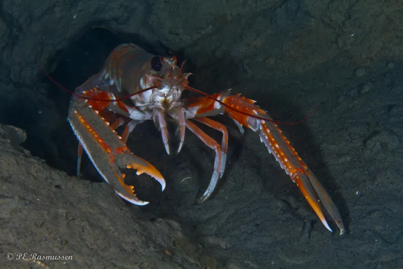 Dublin Bay Lobster (Nephrops norvegicus)
