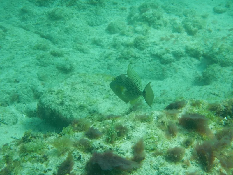 Bluespotted Triggerfish (Balistes punctatus)