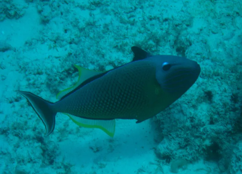 Redtail Triggerfish (Xanthichthys mento)