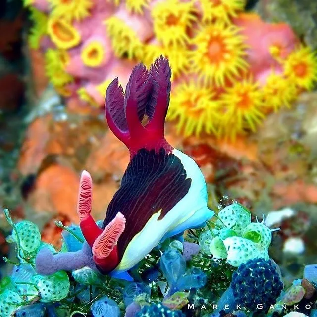 Chamberlain's Nembrotha (Nembrotha chamberlaini)