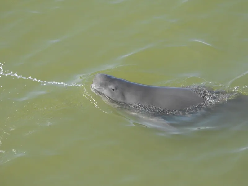 Narrow-Ridged Finless Porpoise (Neophocaena asiaeorientalis)