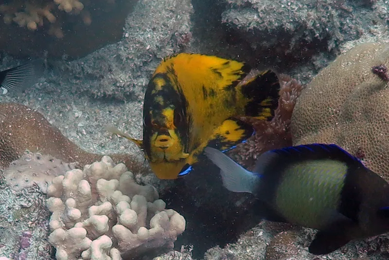 Dusky Angelfish (Centropyge multispinis)