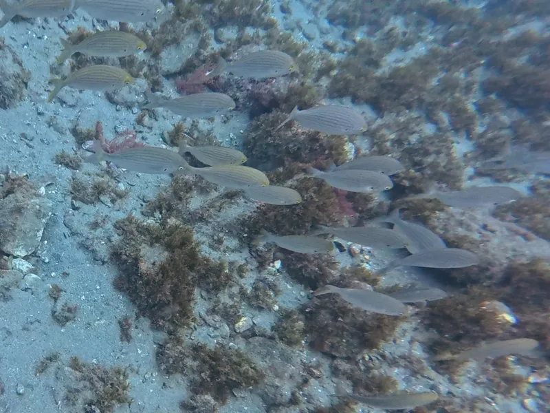 Salema (Sarpa salpa)