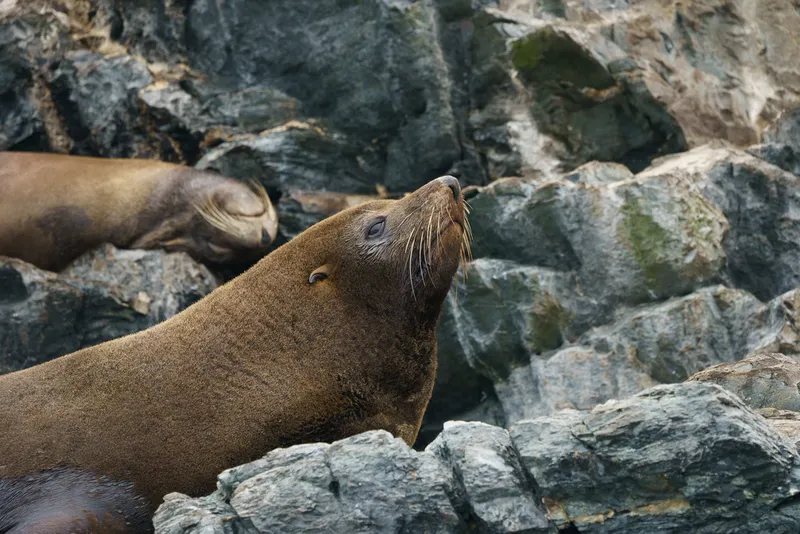 South American Fur Seal (Arctocephalus australis)