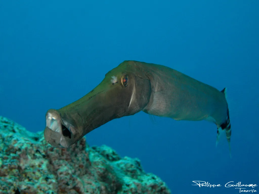 Atlantic Cornetfish (Aulostomus strigosus)