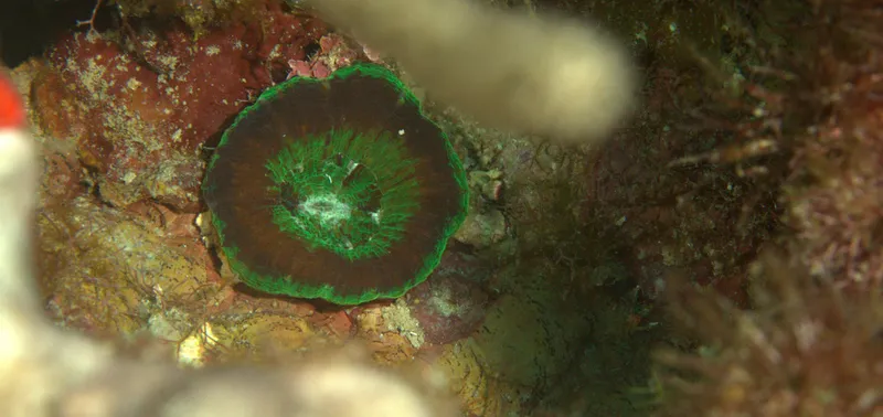 artichoke coral (Scolymia cubensis)