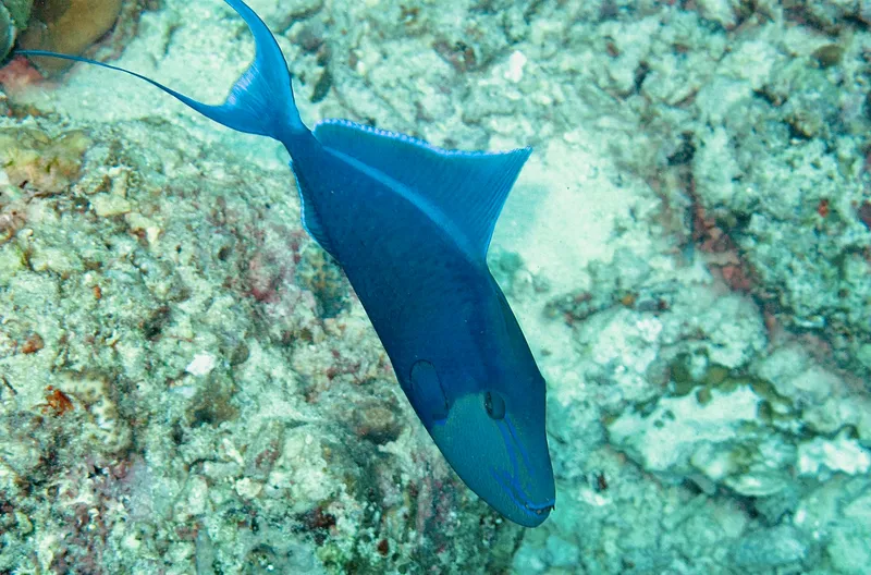 Red-Toothed Triggerfish (Odonus niger)
