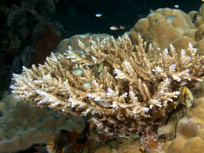Branching Staghorn Coral (Acropora nasuta)