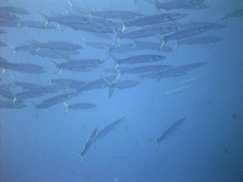 Pickhandle Barracuda (Sphyraena jello)