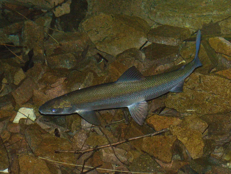 Bourget Whitefish (Coregonus lavaretus)