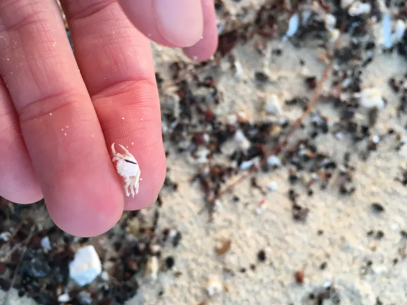 Red-Ridged Clinging Crab (Mithraculus forceps)