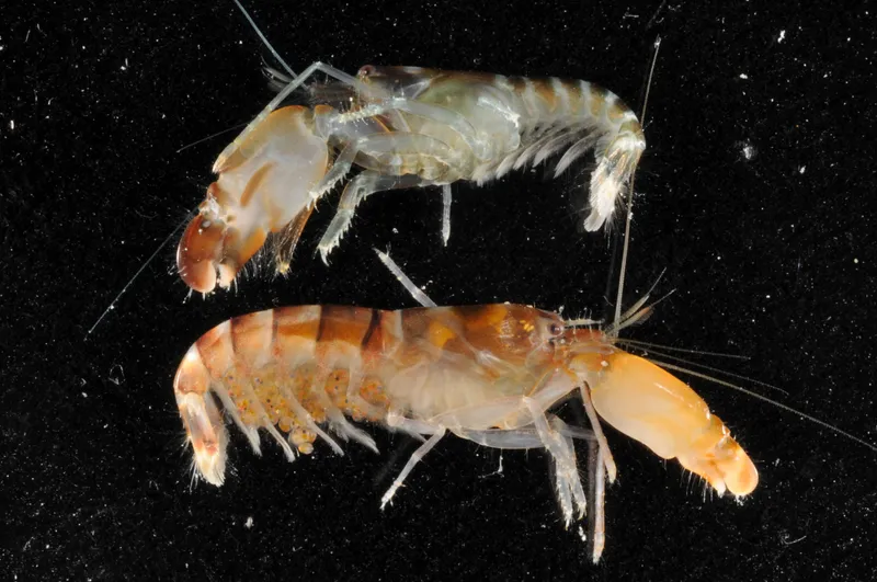 Bahaman Snapping Shrimp (Alpheus bahamensis)