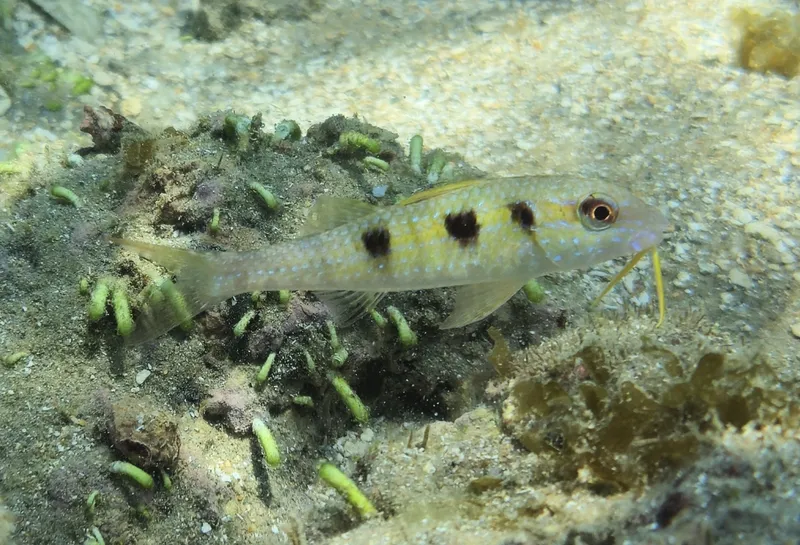 Spotted Goatfish (Pseudupeneus maculatus)