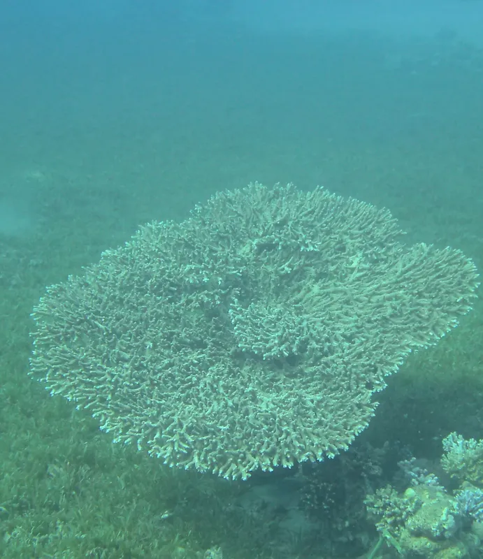 Arabian Staghorn Coral (Acropora downingi)