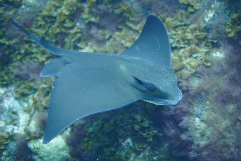 Common Eagle Ray (Myliobatis aquila)