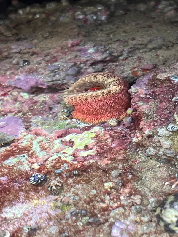 Red Warty Anemone (Bunodosoma granuliferum)