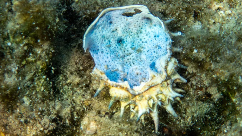 Lesser Spider Crab (Maja crispata)