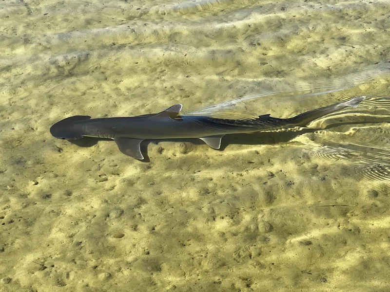 Bonnethead (Sphyrna tiburo)