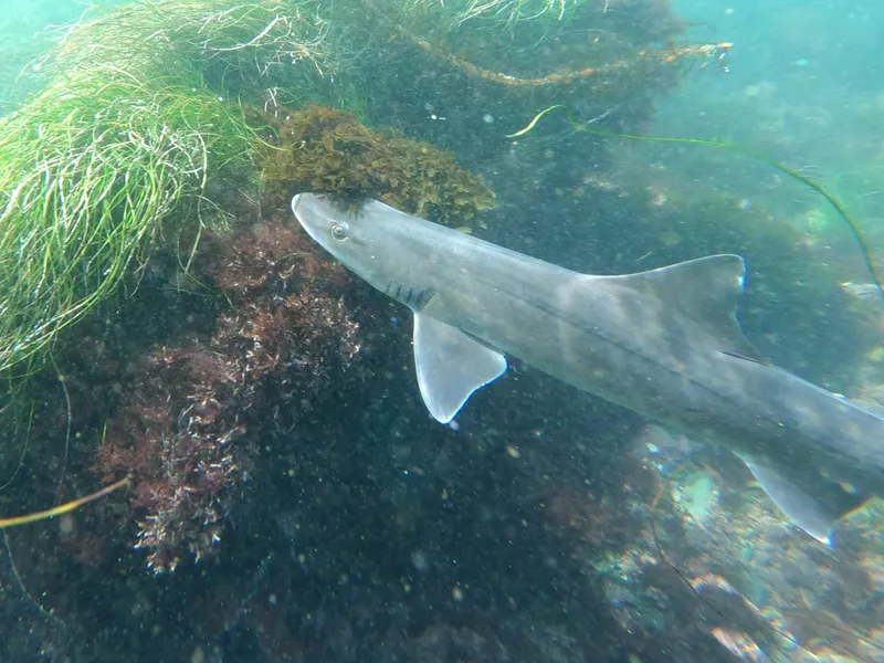 Gray Smoothhound (Mustelus californicus)