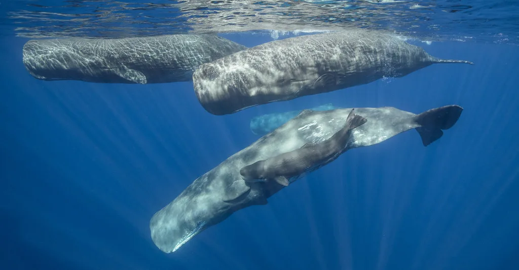 Sperm Whale (Physeter macrocephalus)